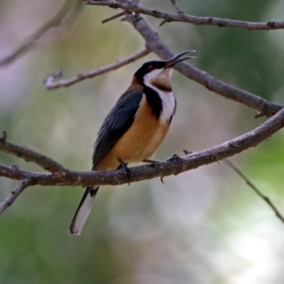 Acanthorhynchus tenuirostris (Eastern Spinebill) at Acton, ACT - 30 Nov 2018 by RodDeb