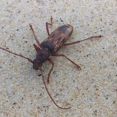 Phoracantha tricuspis (Longhorn Beetle) at Batemans Marine Park - 30 Nov 2018 by GLemann