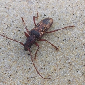 Phoracantha tricuspis at Bawley Point, NSW - 30 Nov 2018