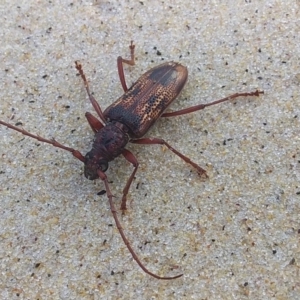 Phoracantha tricuspis at Bawley Point, NSW - 30 Nov 2018 07:04 PM