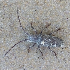 Rhytiphora (genus) (Longhorn beetle) at Bawley Point, NSW - 30 Nov 2018 by GLemann