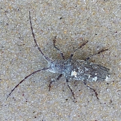 Unidentified Insect at Batemans Marine Park - 30 Nov 2018 by GLemann