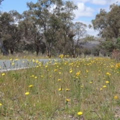 Hypochaeris radicata (Cat's Ear, Flatweed) at Lanyon - northern section A.C.T. - 29 Nov 2018 by michaelb