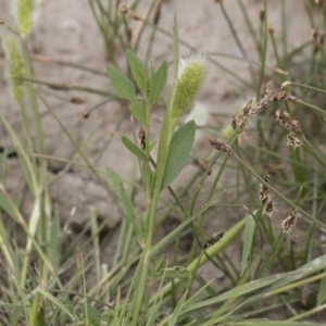 Polypogon monspeliensis at Michelago, NSW - 25 Nov 2018