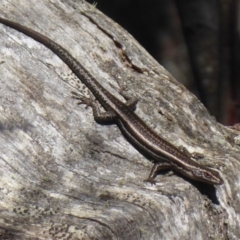 Pseudemoia spenceri (Spencer's Skink) at Namadgi National Park - 29 Nov 2018 by Christine