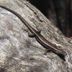 Pseudemoia spenceri (Spencer's Skink) at Booth, ACT - 30 Nov 2018 by Christine