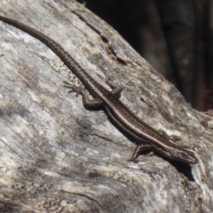 Pseudemoia spenceri at Booth, ACT - 30 Nov 2018