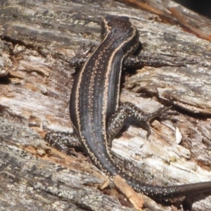 Pseudemoia spenceri at Booth, ACT - 30 Nov 2018