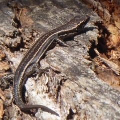 Pseudemoia spenceri at Booth, ACT - 30 Nov 2018