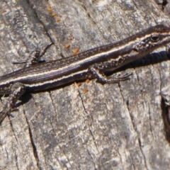 Pseudemoia spenceri at Booth, ACT - 30 Nov 2018