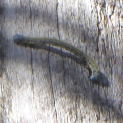 Chlenias (genus) (A looper moth) at Namadgi National Park - 29 Nov 2018 by Christine