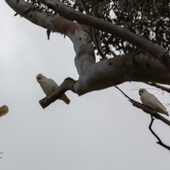 Cacatua sanguinea (Little Corella) at Paddys River, ACT - 29 Nov 2018 by RichForshaw