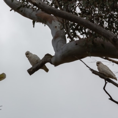 Cacatua sanguinea (Little Corella) at Paddys River, ACT - 29 Nov 2018 by Rich Forshaw