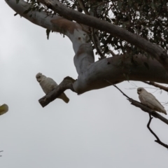 Cacatua sanguinea (Little Corella) at Paddys River, ACT - 29 Nov 2018 by Rich Forshaw