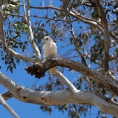 Cacatua sanguinea at Paddys River, ACT - 29 Nov 2018 12:07 PM