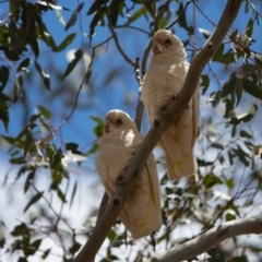 Cacatua sanguinea at Paddys River, ACT - 29 Nov 2018