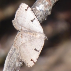 Dissomorphia australiaria (Dissomorphia australiaria) at Booth, ACT - 29 Nov 2018 by Christine