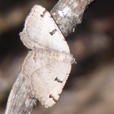 Dissomorphia australiaria (Dashed Geometrid, Ennominae) at Booth, ACT - 30 Nov 2018 by Christine