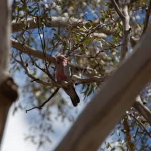 Eolophus roseicapilla at Paddys River, ACT - 29 Nov 2018