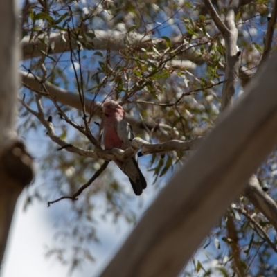 Eolophus roseicapilla (Galah) at Paddys River, ACT - 29 Nov 2018 by RichForshaw