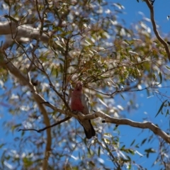 Eolophus roseicapilla at Paddys River, ACT - 29 Nov 2018