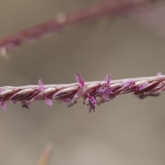 Cynodon dactylon (Couch Grass) at Illilanga & Baroona - 24 Nov 2018 by Illilanga