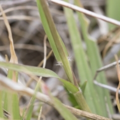 Cynodon dactylon at Michelago, NSW - 25 Nov 2018