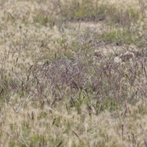 Cynodon dactylon at Michelago, NSW - 25 Nov 2018