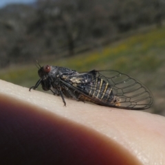 Popplepsalta notialis incitata (Inland Sprinkler Squeaker) at QPRC LGA - 29 Nov 2018 by Wandiyali