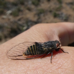 Popplepsalta notialis incitata at Googong, NSW - 30 Nov 2018