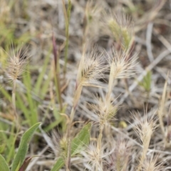 Hordeum leporinum (Barley Grass) at Illilanga & Baroona - 24 Nov 2018 by Illilanga
