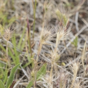 Hordeum leporinum at Michelago, NSW - 25 Nov 2018 10:10 AM