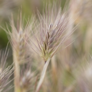 Hordeum leporinum at Michelago, NSW - 25 Nov 2018