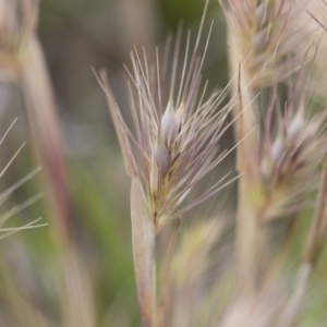 Hordeum leporinum at Michelago, NSW - 25 Nov 2018 10:10 AM