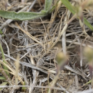 Hordeum leporinum at Michelago, NSW - 25 Nov 2018 10:10 AM