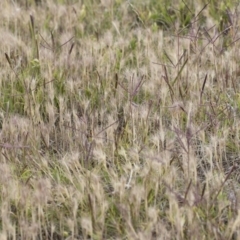 Hordeum leporinum at Michelago, NSW - 25 Nov 2018 10:10 AM