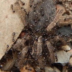 Monomorium sp. (genus) (A Monomorium ant) at Aranda Bushland - 29 Nov 2018 by CathB