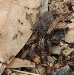 Monomorium sp. (genus) at Dunlop, ACT - 29 Nov 2018 04:44 PM