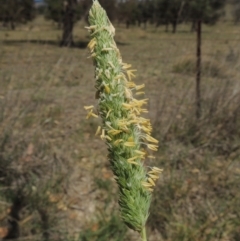 Phalaris aquatica (Phalaris, Australian Canary Grass) at Gordon, ACT - 29 Nov 2018 by MichaelBedingfield