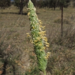 Phalaris aquatica (Phalaris, Australian Canary Grass) at Lanyon - northern section A.C.T. - 29 Nov 2018 by michaelb