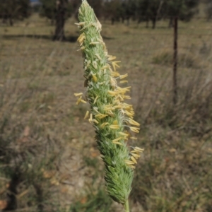 Phalaris aquatica at Gordon, ACT - 29 Nov 2018 12:14 PM