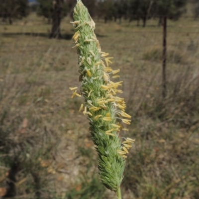 Phalaris aquatica (Phalaris, Australian Canary Grass) at Lanyon - northern section - 29 Nov 2018 by michaelb