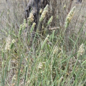 Phalaris aquatica at Gordon, ACT - 29 Nov 2018 12:14 PM