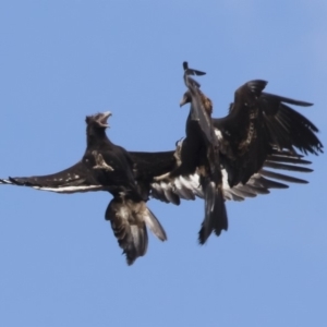 Aquila audax at Michelago, NSW - 26 Nov 2018