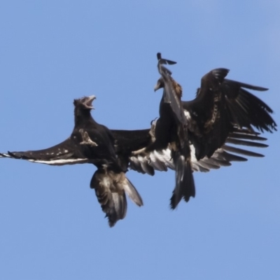 Aquila audax (Wedge-tailed Eagle) at Michelago, NSW - 26 Nov 2018 by Illilanga