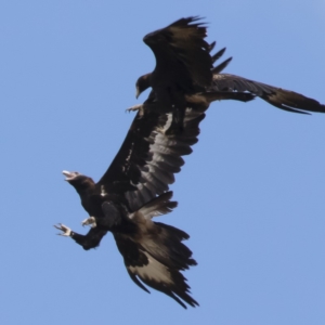 Aquila audax at Michelago, NSW - 26 Nov 2018