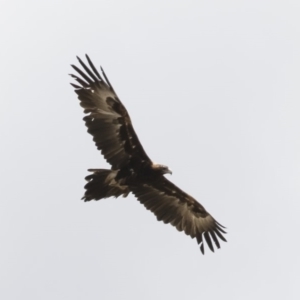 Aquila audax at Michelago, NSW - 26 Nov 2018