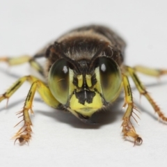 Bembix sp. (genus) (Unidentified Bembix sand wasp) at ANBG - 27 Nov 2018 by TimL