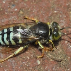 Bembix sp. (genus) at Hackett, ACT - 27 Nov 2018 03:25 PM