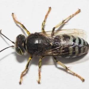 Bembix sp. (genus) at Hackett, ACT - 27 Nov 2018 03:25 PM